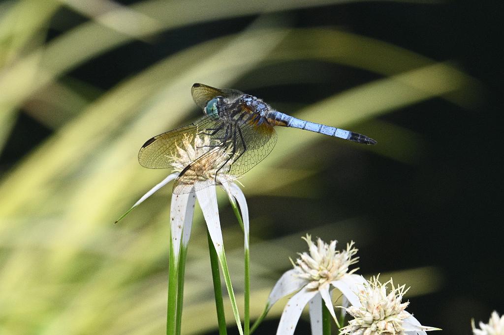 2025-07119511 Tower Hill Botanic Garden, MA.JPG - Blue Dasher Dragonfly on White Star Sedge (Rhynchospora colorata). New England Botanic Garden at Tower Hill, MA, 7-11-2025